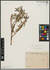 Foto von Salix acmophylla Boiss.